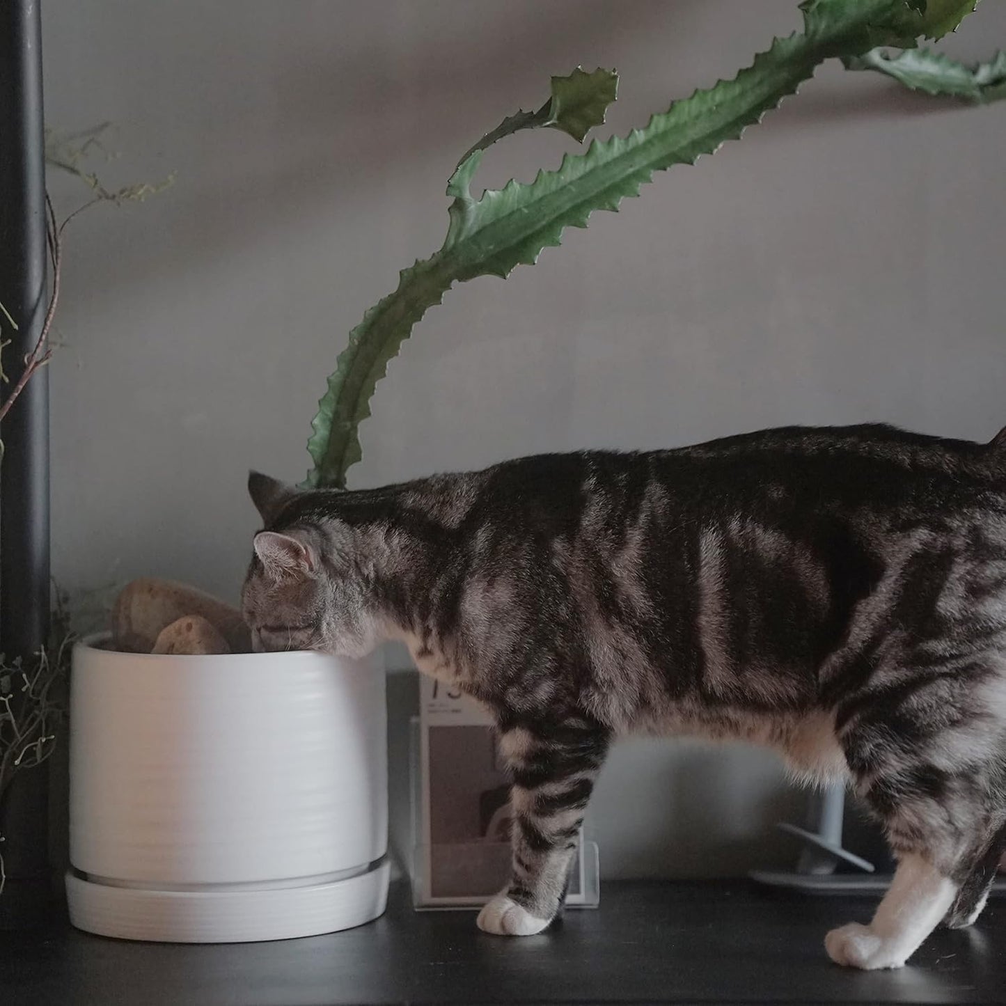 8 Inch Pots for Plants, Ceramic Planter Pot with Drainage Hole & Saucer, Indoor/Outdoor Cylinder Round Planter Pot, Matte White