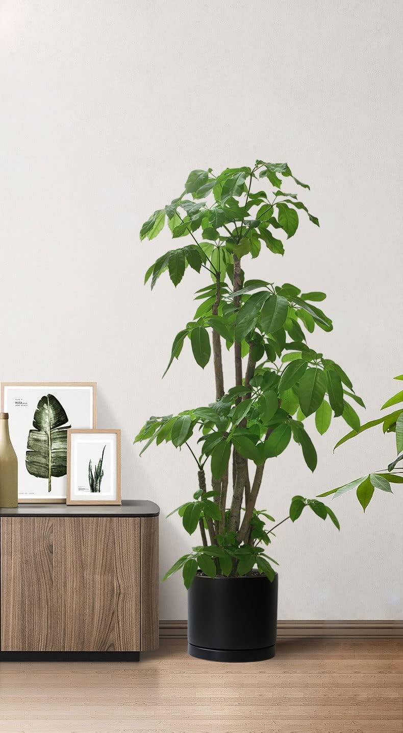 Aveyas 10 inch Ceramic Plant Pot with Drainage Hole and Saucer - Suitable for Indoor and Outdoor Use, Modern Planters for House Garden Flower Tree Snake Monstera Plants (10", Matte Black)