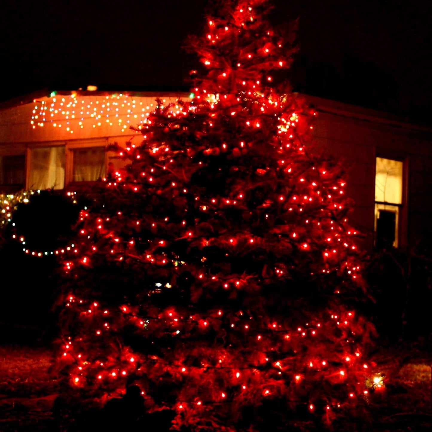 TW SHINE Red Christmas Lights, 2 Pack Total 40 FT 200 Count Incandescent Christmas Mini Tree String Lights, Waterproof Christmas Decorations for Outdoor Indoor Xmas Patio Home Party Garden Yard Decor