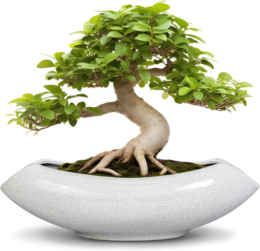 Ceramic Bonsai Tree Pot - 18 Inch Ceramic Pots for Plants, Large Succulent Planter with Drainage Hole for Indoor Outdoor, Unique Planters for Flower, Home Decor, Gardening Gifts, White-Black