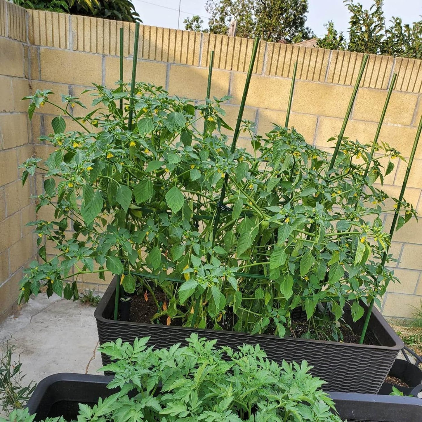 Garden Plant Stakes 48 Inch 4Ft Steel Plant Stick Support, 25 Pack Tomato Stakes for Growing Climbing Plants, Potted Plants, Tomatoes, Trees, Cucumber, Beans, Fences Poles