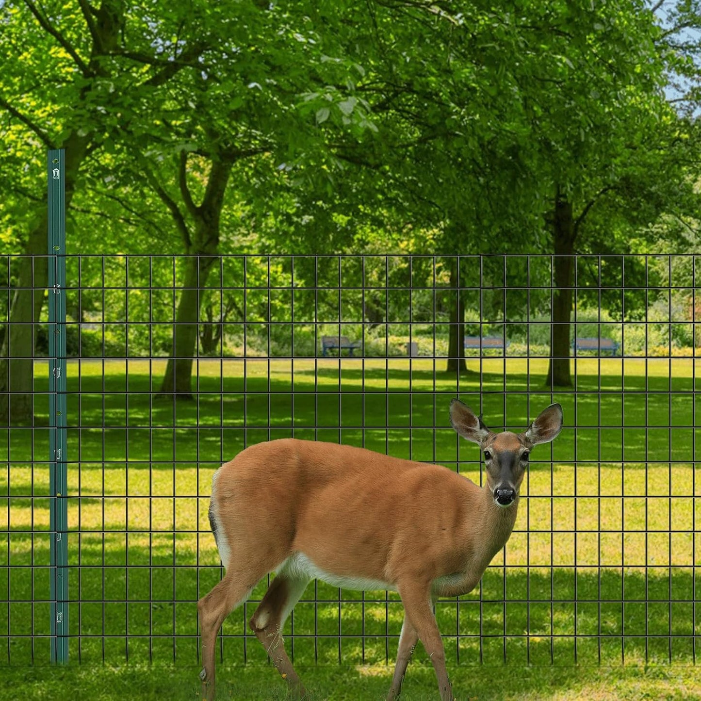 Welded Wire Fence, 50ft(L) x 24inch(H) Garden Fence for Dog, 2 Inch x 3 Inch 16GA Fencing for Chicken, PVC Coated Anti-Rust Roll Metal Wire Mesh Fence for Yard Vegetable, Black