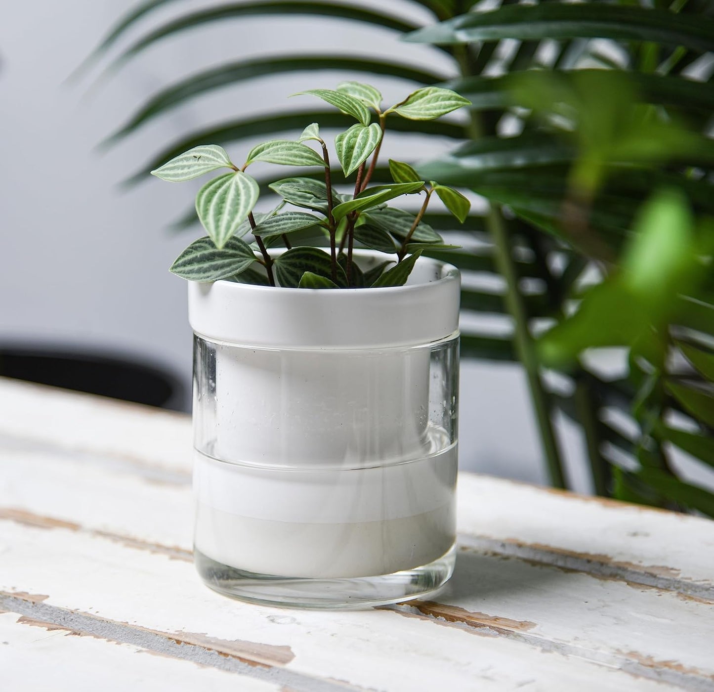 Phoenix Vine 4 Inch Self Watering Planter, White Terracotta Clay Pot with Glass Reservoir for Indoor Plants, Herbs, Flowers, Set of 4, 52-B-E-4