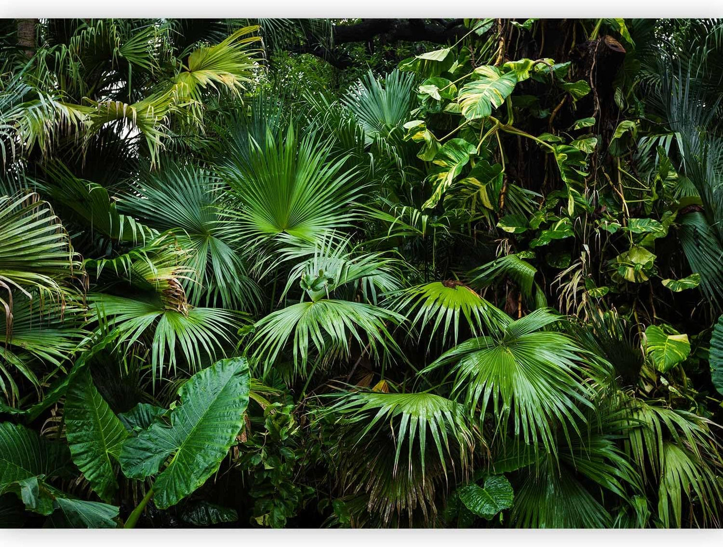 artgeist Wall Mural Tropical 79x55 in - XXL Non-Woven Wallpaper Fleece Wall Decor Photo Print Picture Image Design Home b-B-0312-a-a