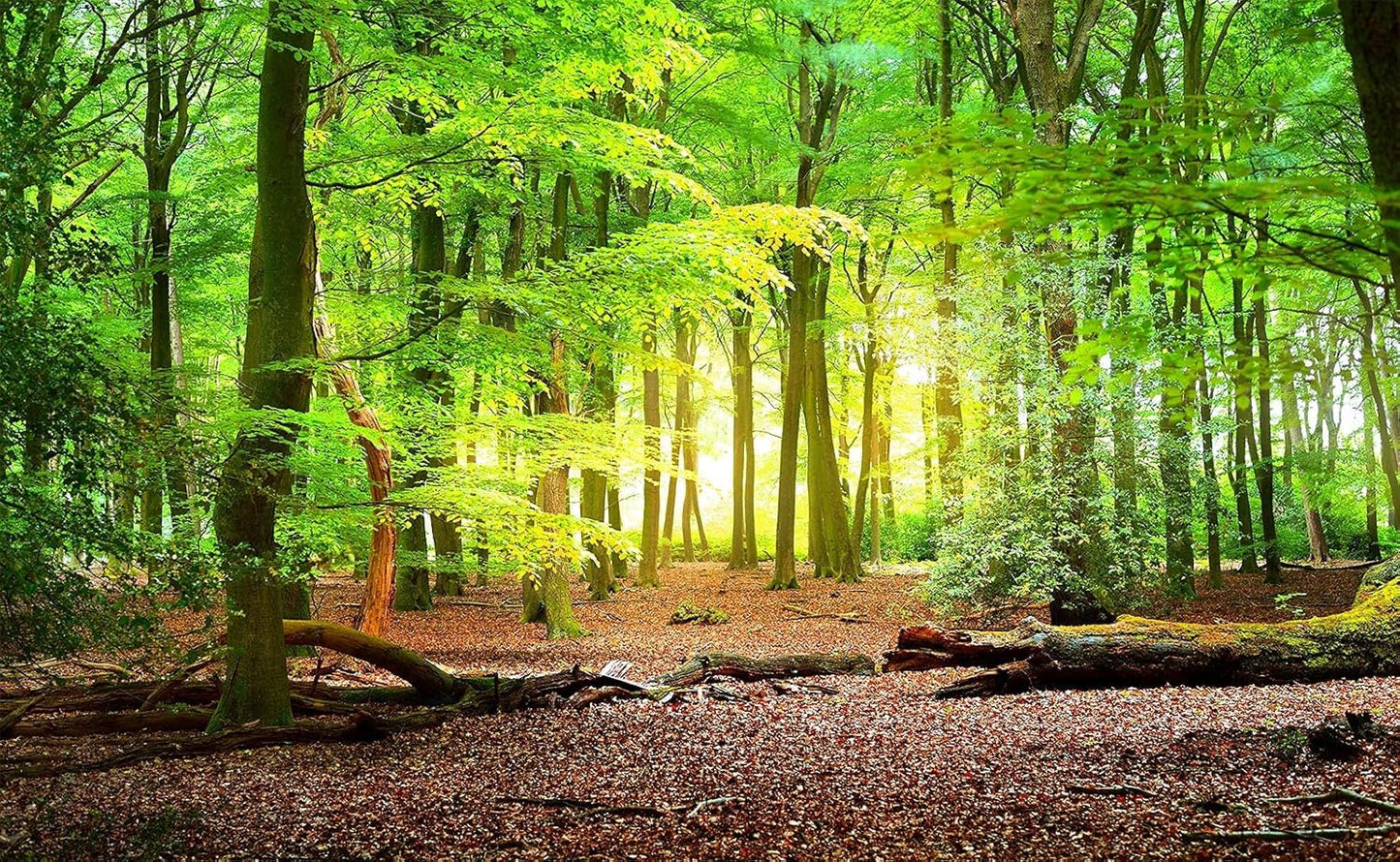 Forest Wall Murals Landscape Tree Wallpaper Mural Wall Decor for Bedroom, Living Room, Kids Room