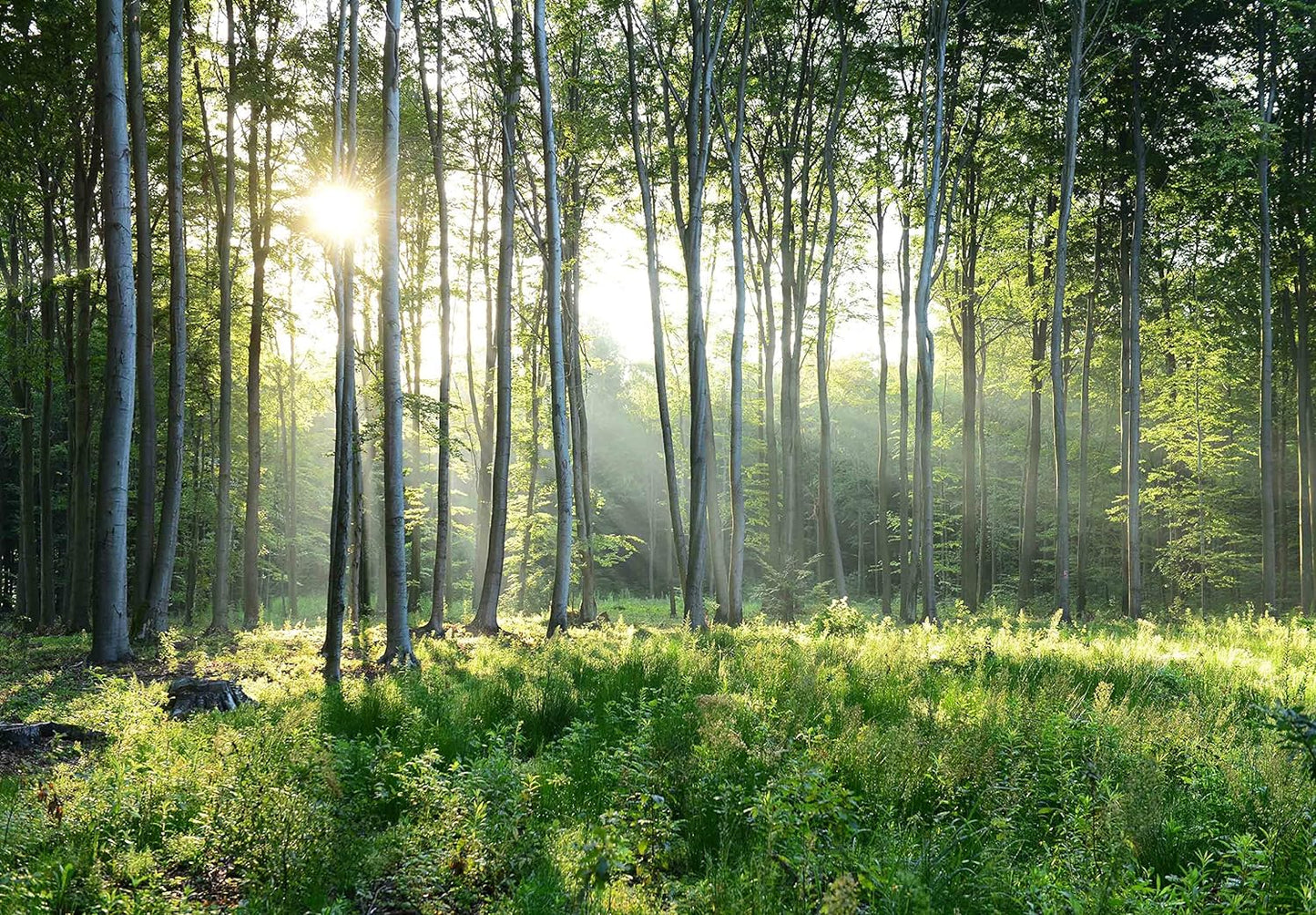 Sunshine Forest Mural Wallpaper Landscape Tree Wallpaper Large Nature Scenery Wall Mural for Living Room (not self-Adhesive)